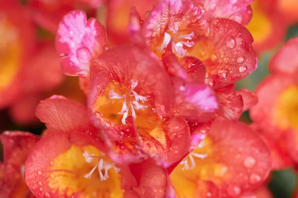 Wet Vermelho Freesia Flores Gotas Chuva Plena Floração Primavera — Fotografia de Stock