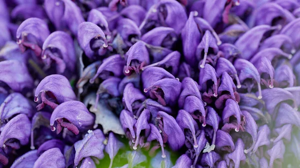 Image with Purple toothwort in foreground with selective focus on natural forest.