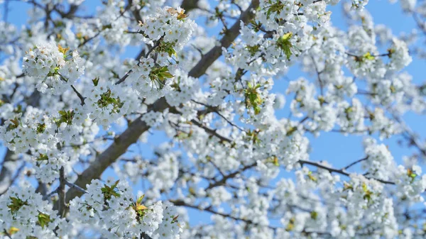 White Cherry Blossoms Sunny Spring Day Clear Skies Selective Focus — Stock Photo, Image