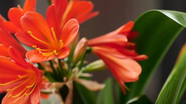 Clivia turuncusu ön planda ve arka planda odaklanma dışı.