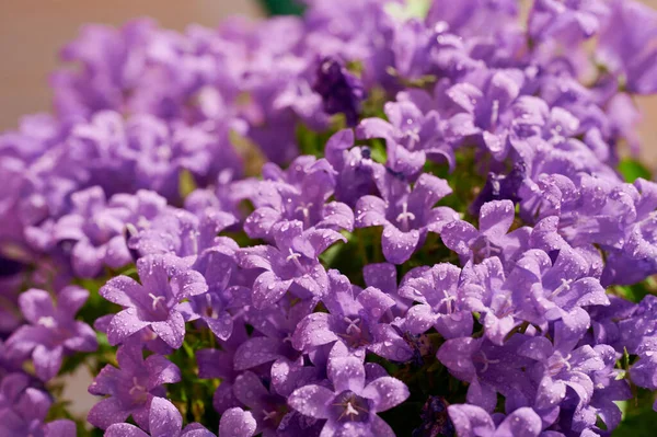 Dalmaçya mor çiçeğine (Campanula Portenschlagiana) yakın plan, su damlalarıyla dolu..