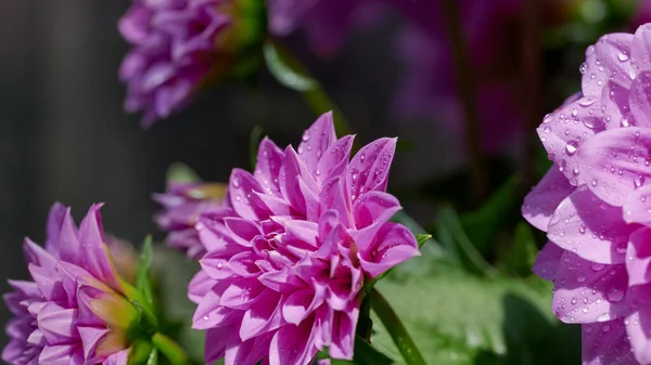 Piękno Dhalia Fioletowy Kwiat Kroplami Deszczu Światła Słonecznego — Zdjęcie stockowe