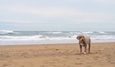 Sahilde arka planda deniz olan güzel İspanyol su köpeği..