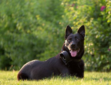 Güzellik, Belçika çoban köpeğiyle yakınlaşır ve gün batımını seyreder..