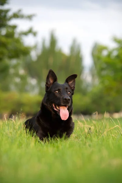 草の上に休んで黒ベルギーの羊飼いの犬と前景の美しさの画像 — ストック写真