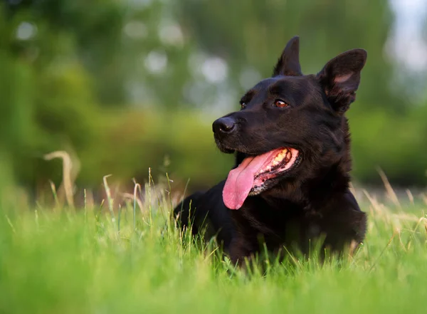 Schönheit Aus Nächster Nähe Belgischer Schäferhund Ruht Und Schaut Naturpark — Stockfoto