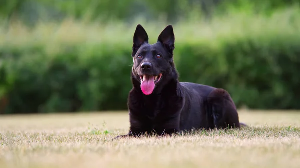 美しい画像とともに黒ベルギーの羊飼い犬座って草の上に離れて見て — ストック写真