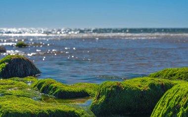 Image with the rocks full of moss, the sea and the sky out of focus at sunrise on a summer day.