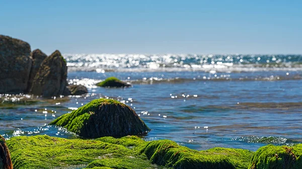 Beautiful rocks with moss on the beach, sea and sky out of focus at sunrise.
