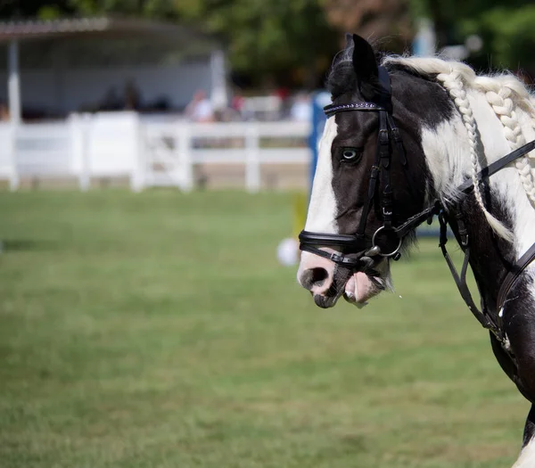Vacker Tävlingshäst Med Flätat Hår Och Ljusa Ögon — Stockfoto