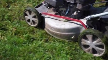 Benzin çim biçme makinesi çimleri biçiyor.