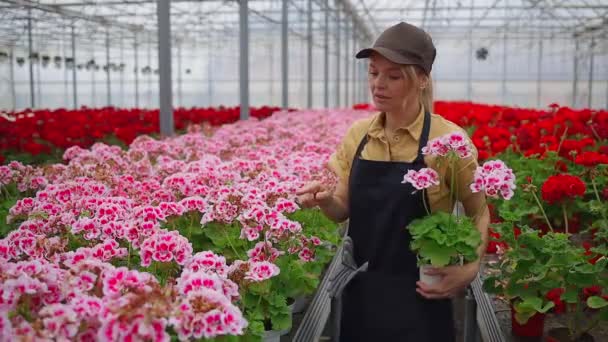 Çiçekçi Kadın Seradaki Çiçekleri Sayıyor — Stok video