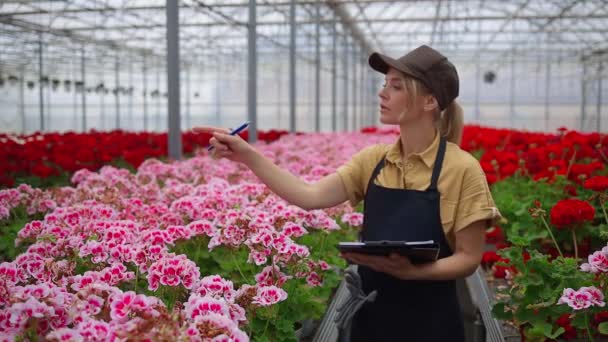 Panosu Olan Kadın Çiçekçi Bir Serada Çiçekleri Kontrol Edip Sayıyor — Stok video