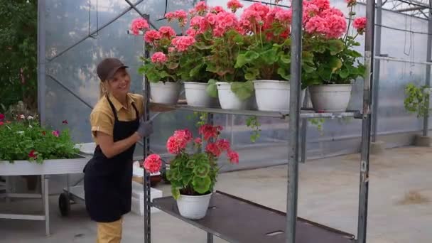 Neşeli Yetişkin Kadın Çiçekçi Seradaki Saksılarda Sardunya Çiçekleriyle Arabası Itiyor — Stok video