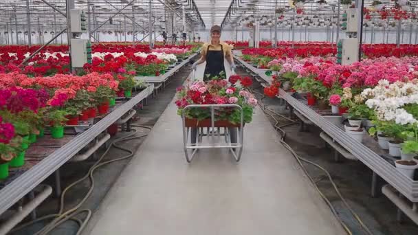 Mutlu Kadın Çiçekçi Arabasını Serada Saksı Çiçekleriyle Itiyor — Stok video
