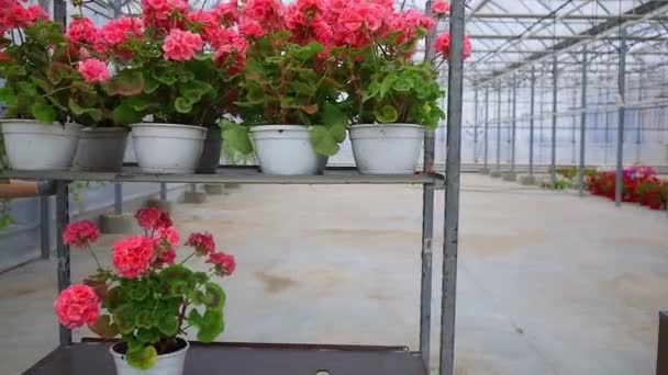 Vista Lateral Una Mujer Trabajadora Invernadero Con Plantas Ornamentales Empujando — Vídeo de stock