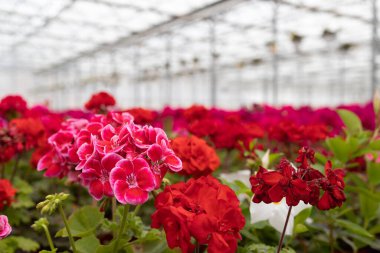 Blooming multi-colored geraniums in a greenhouse for growing flowers