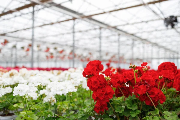 Geranium Plants Greenhouse Growing Flowers — Stockfoto