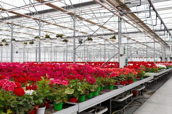 Flowers Large Glass Greenhouse — Stockfoto