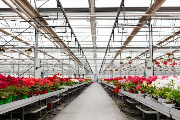 Greenhouse Growing Flowers Floriculture Industry — Stockfoto
