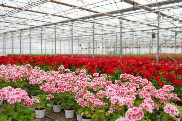 Greenhouse Full Colorful Geraniums — Stockfoto