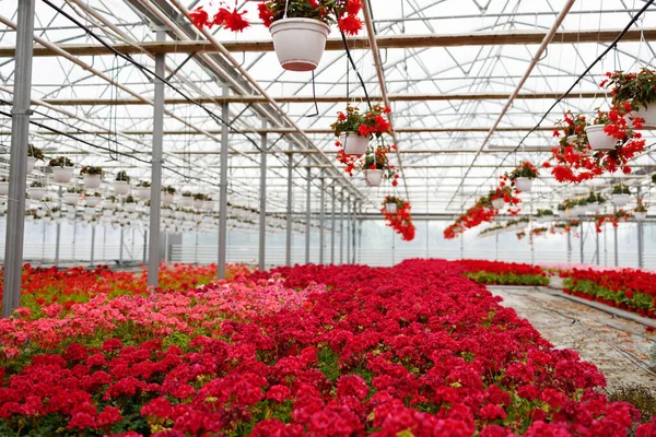 Blommande Geranium Växter Ett Växthus — Stockfoto