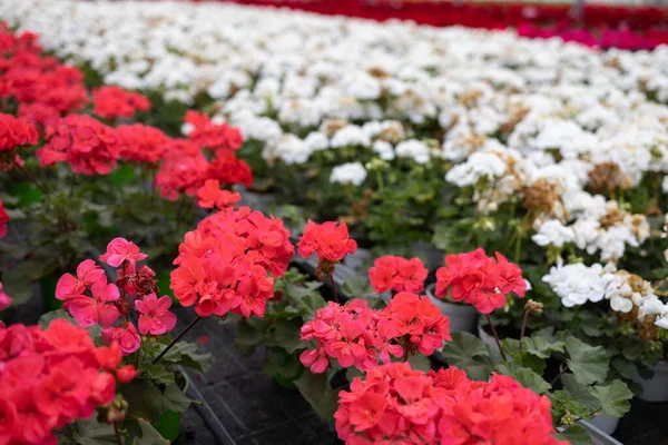 Rows Multi Colored Flowering Geraniums Greenhouse Growing Flowers — Stockfoto