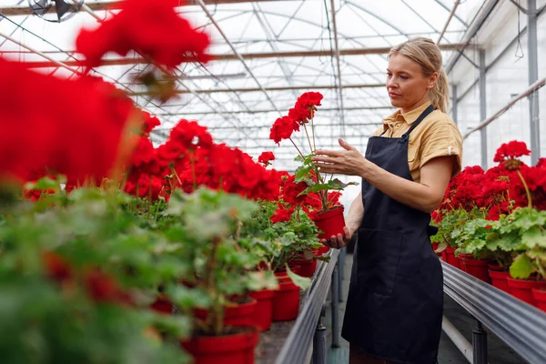 Female Florist Caring Geranium Plants Greenhouse — Stockfoto