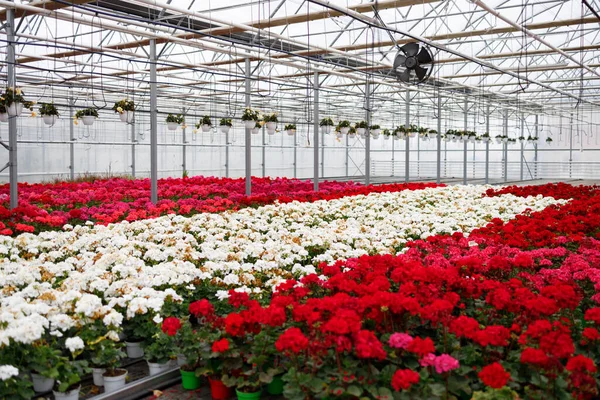 Flowers Growing Modern Greenhouse — Stockfoto