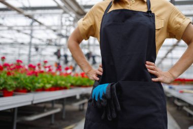 Siyah önlüklü kadın çiçekçi ve cebinde bahçe eldivenleri bir serada ellerini kemerinde tutuyor.