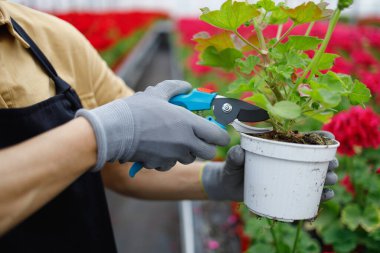 Çiçekçi kadının elleri budanmış budanmış seradaki solmuş yapraklar.