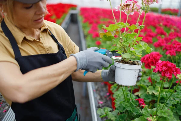 Female Florist Cuts Flower Garden Pruner — Stockfoto