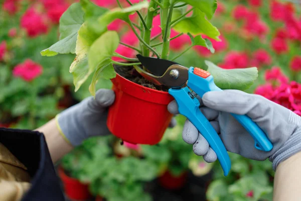 Close View Woman Cutting Branch Flower Pruner — Stok fotoğraf