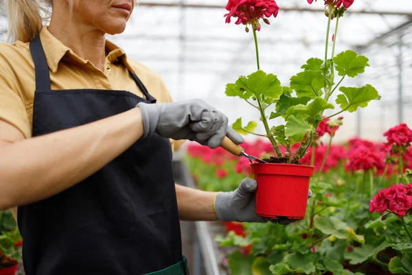 Cute Mature Woman Florist Transplanting Flowers Pots Greenhouse — Stockfoto