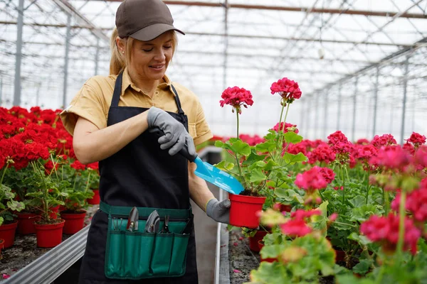 Mature Woman Greenhouse Caring Potted Flowers — Stockfoto