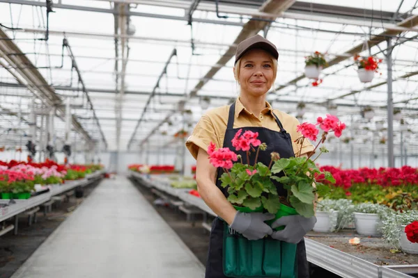 Mature Woman Gardener Holding Pots Flowers Greenhouse — Stockfoto