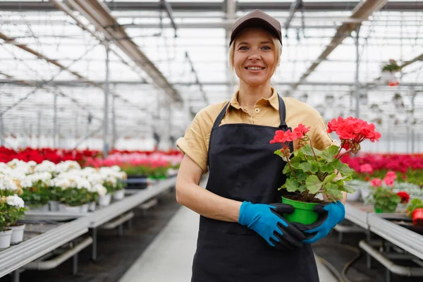 Woman Florist Pot Geraniums Greenhouse — Stockfoto
