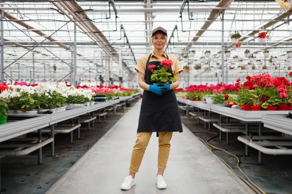 Pretty Female Gardener Holding Potted Plant Greenhouse — Stockfoto