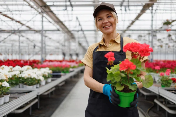 Woman Greenhouse Worker Holding Pot Rose Geranium Flower Her Hands — Stockfoto