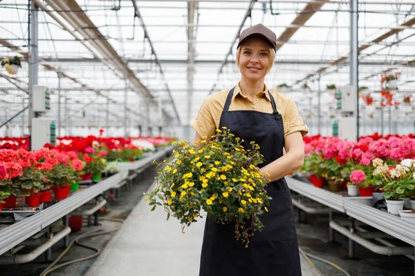 Cheerful Female Nursery Owner Pot Flowers Greenhouse — Stockfoto