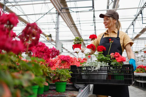 Female Florist Greenhouse Puts Pots Flower Box — Stockfoto