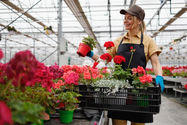 Pretty Female Gardener Flower Box Working Greenhouse — Stockfoto