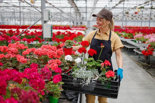 Middle Aged Woman Florist Working Greenhouse — Stockfoto
