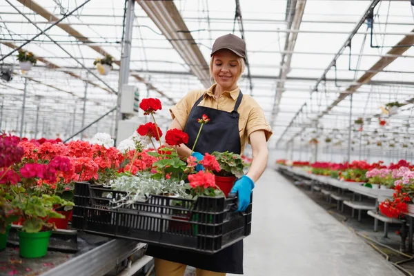 Female Florist Working Greenhouse Stacking Flowers Plastic Box — Stockfoto