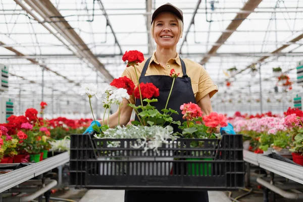 Portrait Happy Female Gardener Holding Box Flowers Greenhouse — Stockfoto