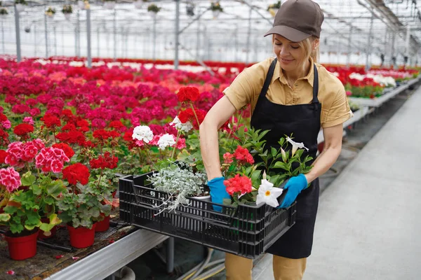 Woman florist collecting flowers for sale.  Female gardener in a greenhouse puts flower pots in a box