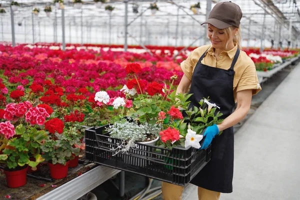 Female Florist Stacks Flower Pots Box Woman Apron Chooses Flowers — Stockfoto