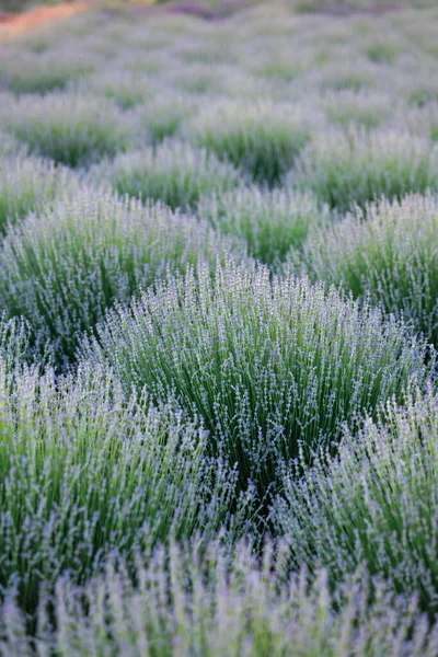 Lavender Bushes Field — Foto de Stock