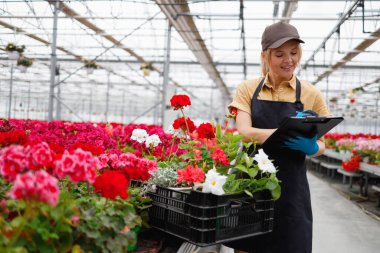 Çiçek serası işçisi panoya yazı yazıyor
