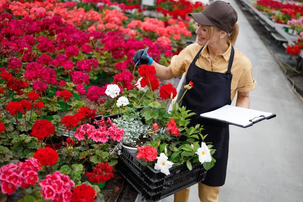 Female Greenhouse Worker Collects Flowers Box Checks Quantity — Stockfoto